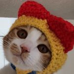 12141862_216283935400011_760367753_a