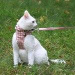 10986074_385330014983400_49486703_a