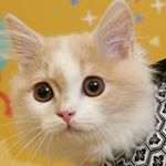 12407176_1713472738864344_1495107861_a