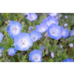 1515109_608416599314306_1562358874_a