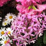 12976476_1606033403051199_1679143115_a