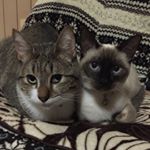 12819022_336419829815496_2021220501_a