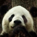 10499035_916821478333955_831489400_a