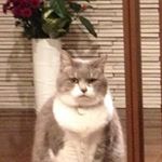 12338520_459428174264620_826640009_a