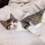 12383312_1520916318201890_742427991_a