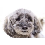 10986133_1576130835978742_205803357_a