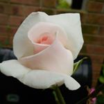 12725155_474884402714149_1572433936_a