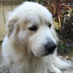 11005046_359360104269470_1086397225_a