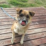 12825856_483286175203439_1106936379_a