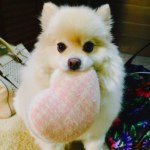 11335057_428458667338506_1775992501_a