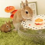 12145022_158425841176527_519592182_a