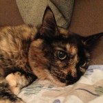 10424414_312465792241191_1445759672_a