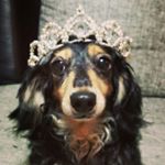 12716635_1137087809649331_2076642251_a