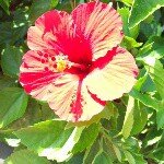 12568175_800373330068714_227433746_a