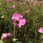 11351973_1088016221232008_485071006_a