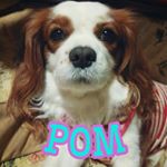 12912437_1552931271668213_1962054831_a