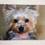 12142596_129169530779315_1684973069_a