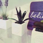 12950269_273781989628023_1963337194_a