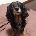 12912858_504680356407824_94131045_a