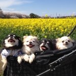 11371149_154753194862196_477654840_a