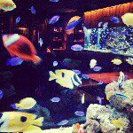 11848884_1617113068563713_1565087941_a