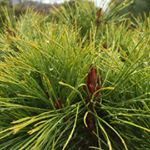 12797616_220823814934604_1483988469_a