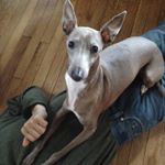 929371_212897429070409_578386661_a