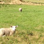 12356377_1692905474293421_1258080006_a