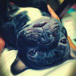 11887212_499011893594912_295191622_a