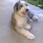 11875263_479992505493576_1743441421_a