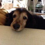 11191009_381297015389488_236337834_a