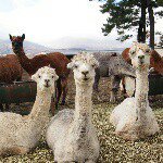 1388803_805947766148748_1917259873_a