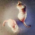 12940185_511672945695673_1047073675_a