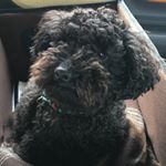 12797807_524457834403258_1301415063_a