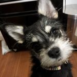 12818974_999567040124898_1308271136_a