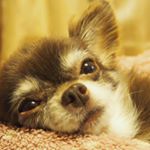 11375762_119128185098438_2134812468_a