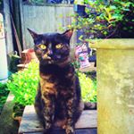 13151254_229165117452109_1316069829_a