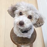 12530893_953483888101221_770120780_a