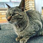 13116697_220624601655649_814629067_a