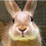 12818902_492154527644227_552468435_a