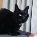 12552406_774438489355488_486660135_a