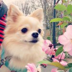 10514075_1567783456832423_1608792978_a