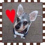 12724905_619963444823282_978579399_a