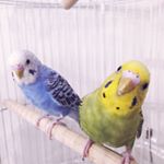 12424455_540414516117003_1906248166_a