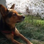 11325786_880486488703724_825479478_a