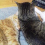 11356824_109914116025828_810732462_a