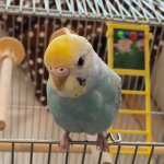 11385607_1434845750157751_156715754_a