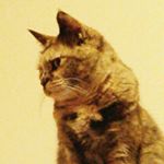 12346210_539435552888142_814134433_a