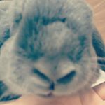 13126783_1711858772421898_347376186_a