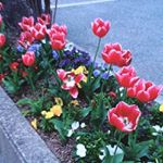 13129884_1734627450093755_1854884144_a